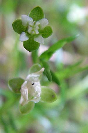 Sagina micropetala \ Aufrechtes Mastkraut / Fringed Pearlwort, D Enkenbach-Alsenborn 20.7.2008