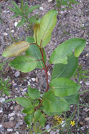 Populus balsamifera agg. \ Balsam-Pappel / Balsam Poplar, D Rheinstetten-Silberstreifen 21.7.2008