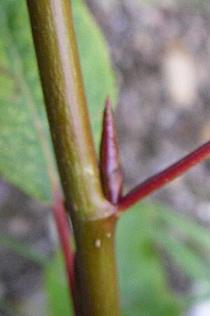 Populus balsamifera agg. \ Balsam-Pappel / Balsam Poplar, D Rheinstetten-Silberstreifen 21.7.2008