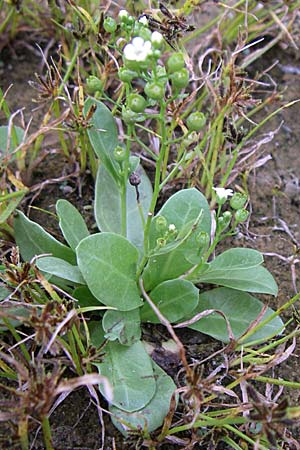 Samolus valerandi \ Salzbunge / Brookweed, D Philippsburg 25.8.2008