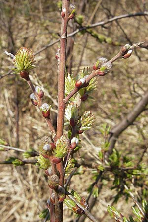 Salix repens \ Kriech-Weide / Creeping Willow, D Augsburg 18.4.2009