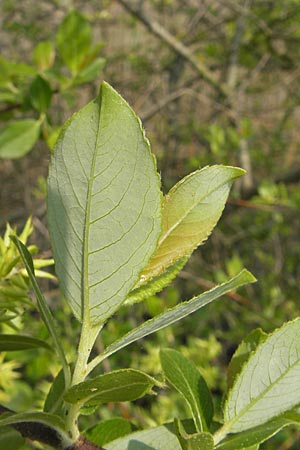 Salix myrsinifolia / Dark-Leaved Willow, D Germersheim-Lingenfeld 1.5.2009