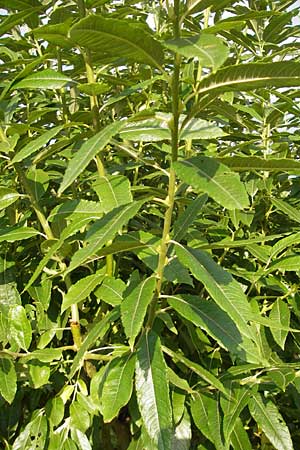 Salix caprea x viminalis \ Weiden-Hybride / Hybrid Willow, D Hassloch 9.7.2009