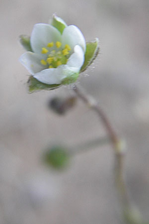 Spergula arvensis \ Acker-Sprgel, D Darmstadt 17.7.2009