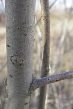 Salix purpurea \ Purpur-Weide / Purple Willow, D Rheinstetten-Silberstreifen 31.3.2010