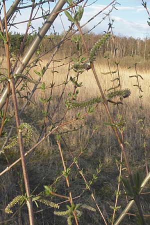 Salix purpurea \ Purpur-Weide / Purple Willow, D Rheinstetten-Silberstreifen 31.3.2010