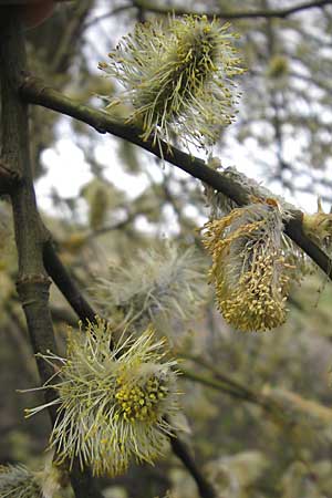 Salix caprea \ Sal-Weide / Goat Willow, D Tiefenthal 5.4.2010