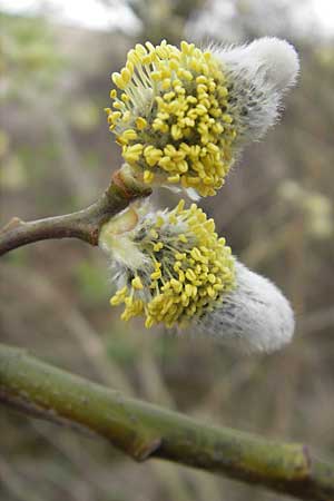 Salix caprea \ Sal-Weide / Goat Willow, D Tiefenthal 5.4.2010