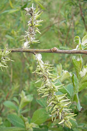 Salix aurita x caprea \ Weiden-Hybride / Hybrid Willow, D Günzburg 8.5.2010