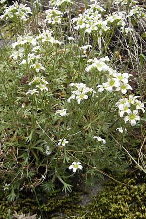 Saxifraga rosacea subsp. sponhemica \ Rheinischer Rasen-Steinbrech / Irish Saxifrage, D Idar-Oberstein 14.5.2011