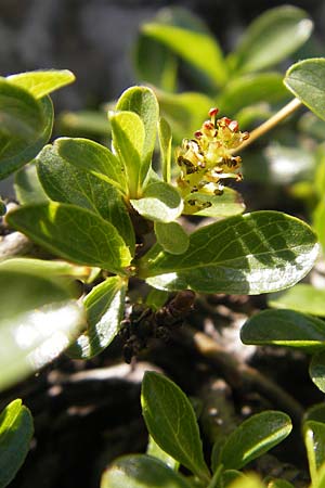 Salix retusa \ Stumpfblttrige Weide, D Oberstdorf 22.6.2011