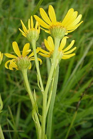 Senecio aquaticus \ Wasser-Greiskraut, D Gessertshausen 30.7.2011