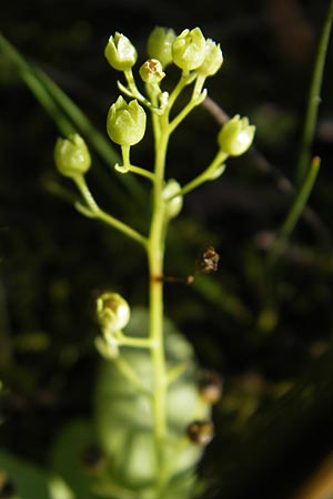 Samolus valerandi / Brookweed, D Birkenheide 12.9.2011