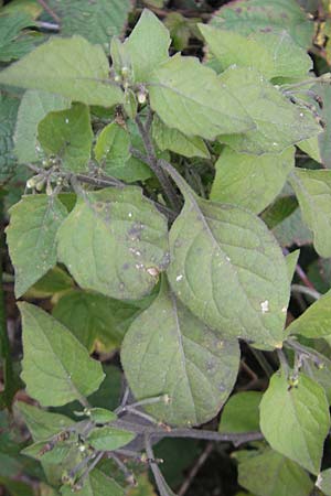 Solanum nigrum \ Schwarzer Nachtschatten / Black Nightshade, D Mannheim 21.10.2011