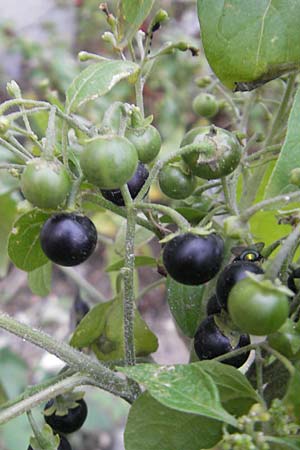 Solanum nigrum \ Schwarzer Nachtschatten / Black Nightshade, D Mannheim 21.10.2011