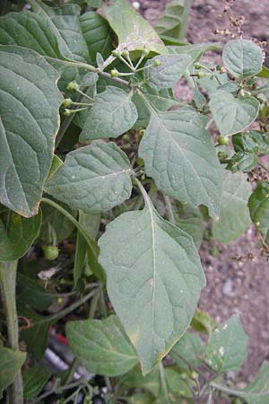 Solanum nigrum \ Schwarzer Nachtschatten / Black Nightshade, D Mannheim 21.10.2011