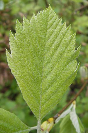 Sorbus adeana / Ade's Whitebeam, D Franconia Weismain 7.5.2012