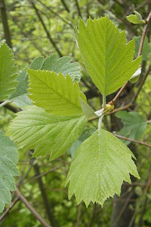 Sorbus adeana / Ade's Whitebeam, D Franconia Weismain 7.5.2012