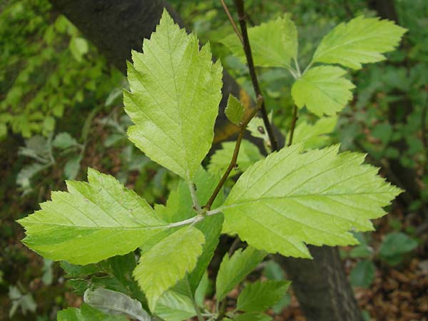 Sorbus adeana \ Ades Mehlbeere, D Franken Weismain 7.5.2012