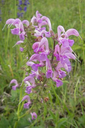 Salvia pratensis \ Wiesen-Salbei / Meadow Clary, D Elztal-Dallau 12.5.2012