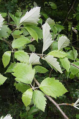 Sorbus adeana \ Ades Mehlbeere / Ade's Whitebeam, D Franken/Franconia Weismain 18.5.2012