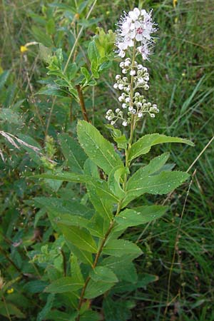 Spiraea alba / Pale Bridewort, D Black-Forest, Enzklösterle 28.7.2012