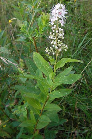 Spiraea alba \ Weier Spierstrauch / Pale Bridewort, D Schwarzwald/Black-Forest, Enzklösterle 28.7.2012