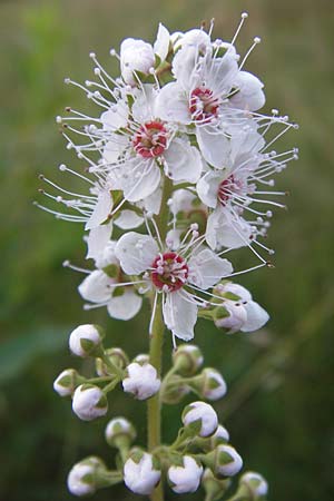 Spiraea alba / Pale Bridewort, D Black-Forest, Enzklösterle 28.7.2012