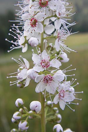 Spiraea alba / Pale Bridewort, D Black-Forest, Enzklösterle 28.7.2012