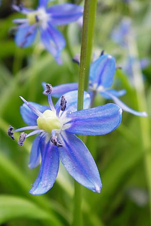 Scilla amoena \ Schner Blaustern, D Weinheim an der Bergstraße, Botan. Gar.  Hermannshof 1.5.2013