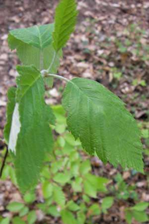 Sorbus acutisecta \ Spitzlappige Mehlbeere, D Thüringen, Treffurt 8.5.2013