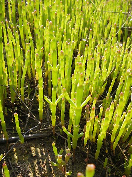 Salicornia europaea / Common Glasswort, D Philippsthal-Heimboldshausen 6.7.2013