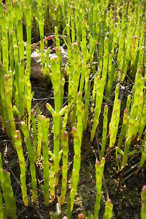 Salicornia europaea \ Europischer Queller / Common Glasswort, D Philippsthal-Heimboldshausen 6.7.2013
