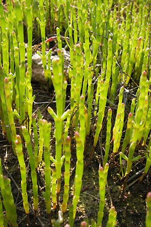 Salicornia europaea \ Europischer Queller, D Philippsthal-Heimboldshausen 6.7.2013