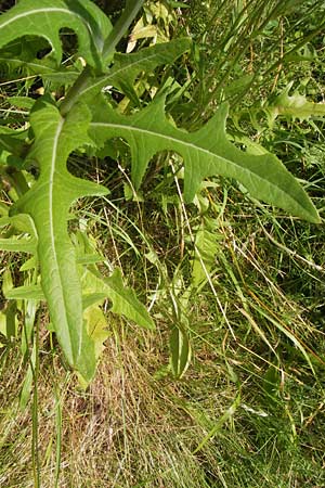 Sonchus arvensis \ Acker-Gnsedistel / Perennial Sow-Thistle, Common Field Sow-Thistle, D Philippsthal-Heimboldshausen 27.7.2013