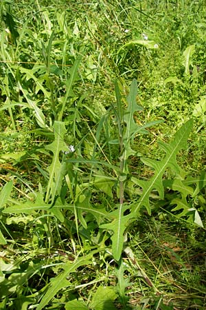 Sonchus arvensis / Perennial Sow-Thistle, Common Field Sow-Thistle, D Philippsthal-Heimboldshausen 27.7.2013