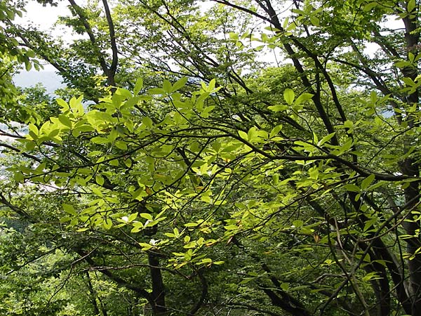 Sorbus acutisecta \ Spitzlappige Mehlbeere / Acute-Lobate Whitebeam, D Wanfried 4.8.2013