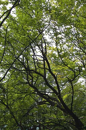 Sorbus acutisecta \ Spitzlappige Mehlbeere / Acute-Lobate Whitebeam, D Wanfried 4.8.2013