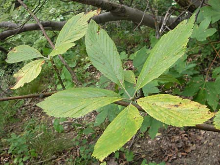 Sorbus acutisecta \ Spitzlappige Mehlbeere / Acute-Lobate Whitebeam, D Wanfried 4.8.2013