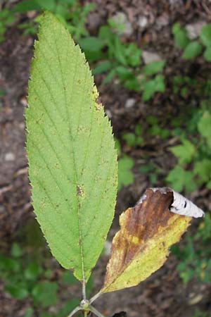 Sorbus acutisecta \ Spitzlappige Mehlbeere / Acute-Lobate Whitebeam, D Wanfried 4.8.2013