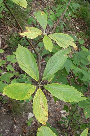 Sorbus acutisecta \ Spitzlappige Mehlbeere / Acute-Lobate Whitebeam, D Wanfried 4.8.2013