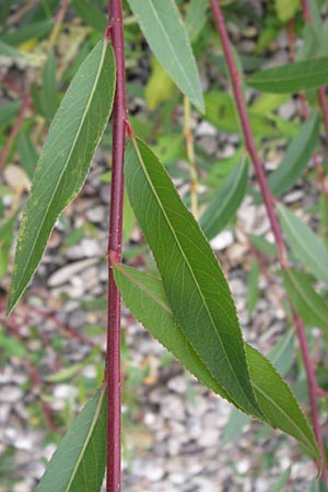 Salix alba \ Silber-Weide, D Mannheim 15.9.2013