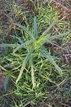 Senecio inaequidens / Narrow-Leaved Ragwort, D Mannheim 27.9.2013