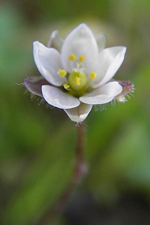 Spergula arvensis \ Acker-Sprgel, D Gladenbach 17.5.2014