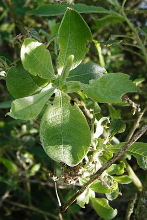Salix aurita x cinerea \ Weiden-Hybride / Hybrid Willow, D Gimbsheim 23.5.2014