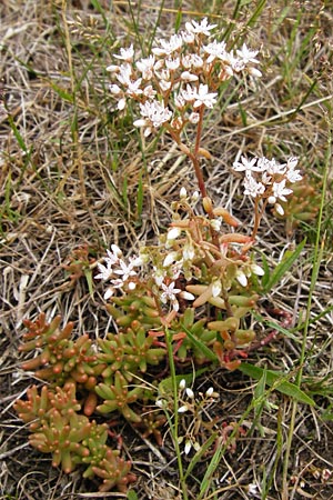 Sedum album \ Weier Mauerpfeffer / White Stonecrop, D Wetzlar 5.7.2014