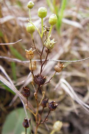 Samolus valerandi / Brookweed, D Oppenheim 23.8.2014