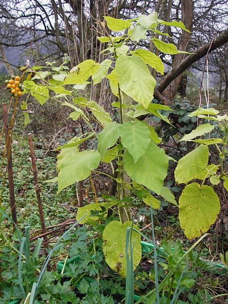 Solanum abutiloides \ Zwerg-Baumtomate, Brasilianischer Samt-Pfirsich / Dwarf Tamarillo, D Odenwald, Lautertal 30.11.2014