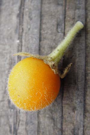 Solanum abutiloides \ Zwerg-Baumtomate, Brasilianischer Samt-Pfirsich / Dwarf Tamarillo, D Odenwald, Lautertal 30.11.2014