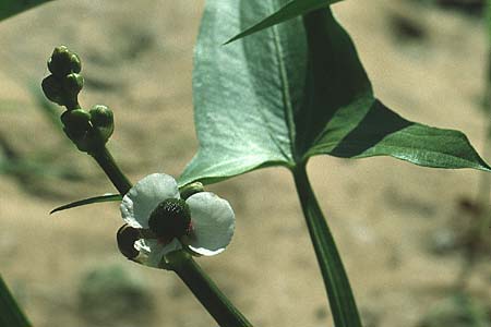 Sagittaria sagittifolia \ Gewhnliches Pfeilkraut, D Mannheim 30.7.1983